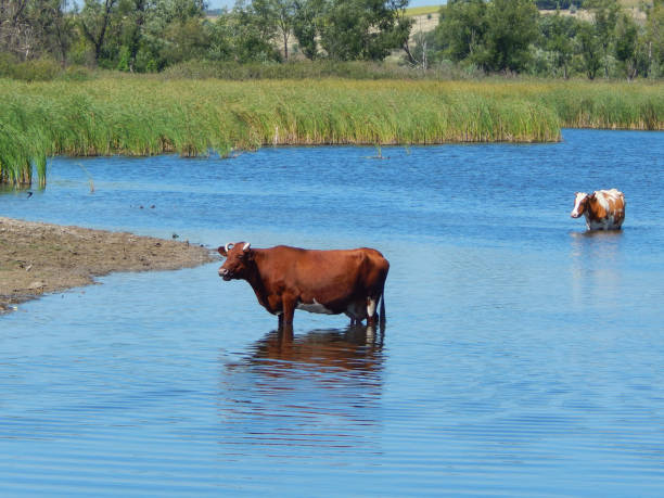 istock cow is bathing in the river cattle 1034405842