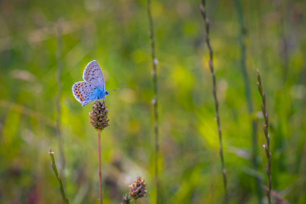 istock Beautiful small blue colored butterfly on a wild field plant 1034408840