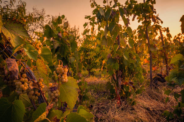 istock Agriculture vineyard with grapes in the morning 1034409096