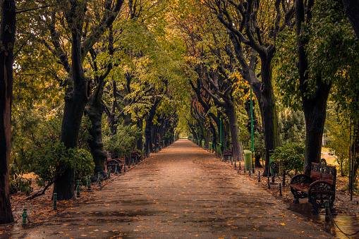 tree-lined walk in the Tuileries Garden