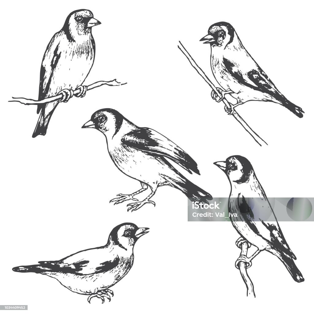 Hand Drawn Goldfinch  Bird Sketch Hand drawn goldfinches isolated on white. Monochrome set of forest birds.Vector sketch of songbirds sitting on branches. Animal stock vector
