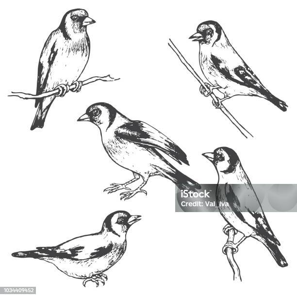 Hand Drawn Goldfinch Bird Sketch Stock Illustration - Download Image Now - Animal, Animal Family, Animal Wildlife