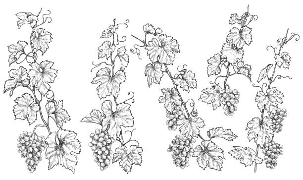 illustrations, cliparts, dessins animés et icônes de hand drawn branches raisins monochrome - grape bunch fruit stem