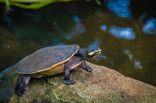 Asian Fresh Water Turtle on Rock