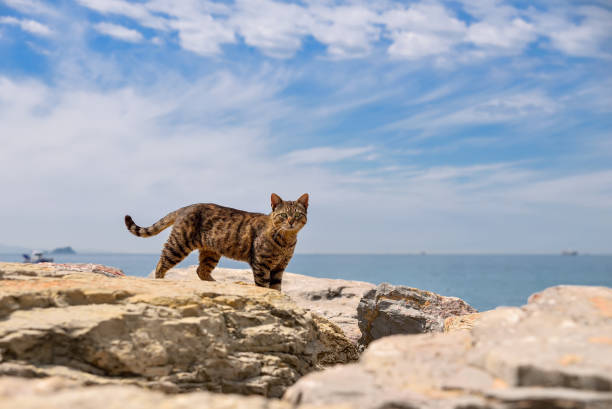 istock Street cats in city 1034414842
