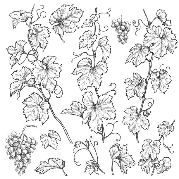 illustrations, cliparts, dessins animés et icônes de jeu de raisin branches dessinées à la main - grape bunch fruit stem