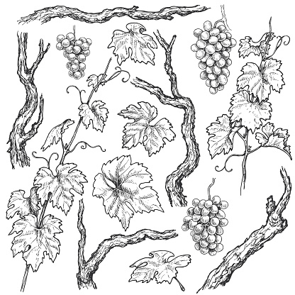 Monochrome separate elements of grapes branches and vine set. Hand drawn grape bunches, trunks and leaves isolated on white background. Vector sketch.