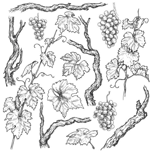 Hand Drawn Grape Branches and Vine  Set Monochrome separate elements of grapes branches and vine set. Hand drawn grape bunches, trunks and leaves isolated on white background. Vector sketch. wine illustrations stock illustrations