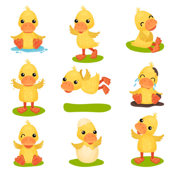 illustrazioni stock, clip art, cartoni animati e icone di tendenza di carino piccolo set di caratteri anatroccoli gialli, anatra di pulcino in diverse pose e situazioni vettoriale illustrazioni su uno sfondo bianco - hatchling yellow small nature