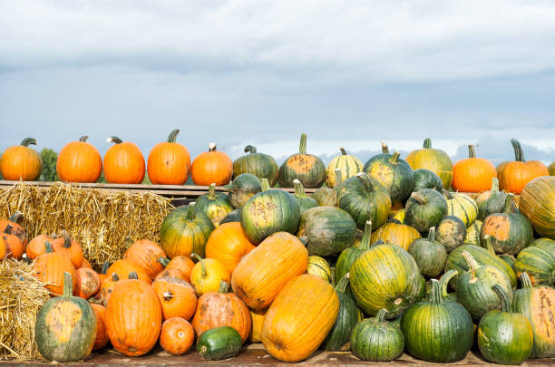 istock Pumpkin harvest Autumn nature background 1034431304