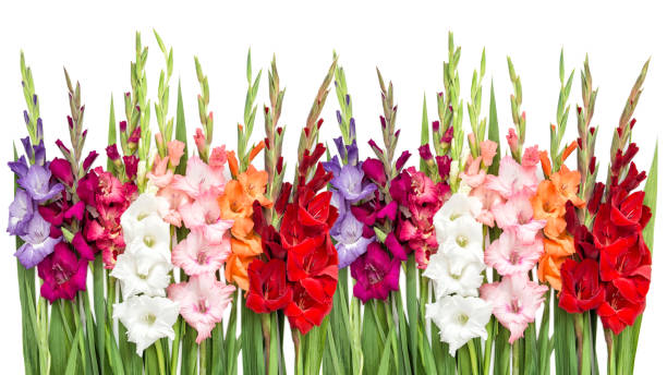 fondo blanco aislado de gladiolos flores - gladiolus fotografías e imágenes de stock