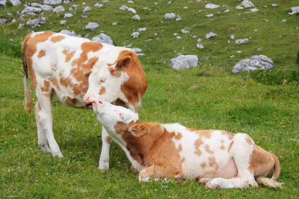 istock Two adorable calves hugging and snuggling 1034431846