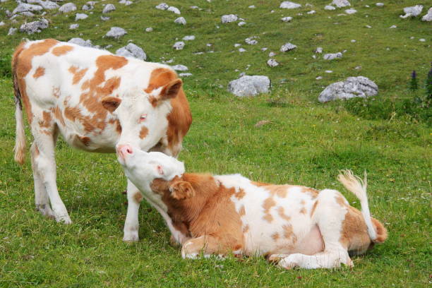 istock Two adorable calves hugging and snuggling 1034434262