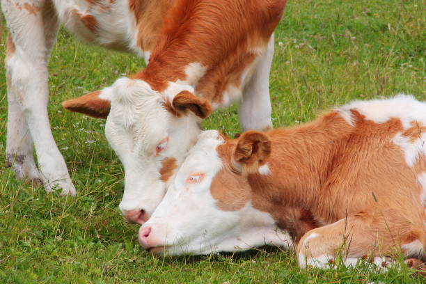 istock Two adorable calves hugging and snuggling 1034434368