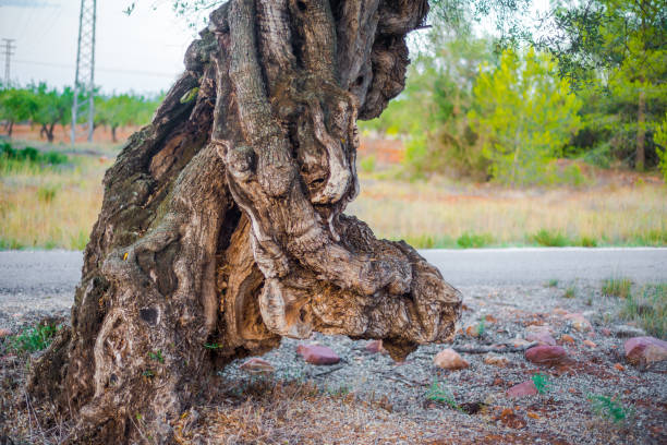 millennial olive tree stock photo