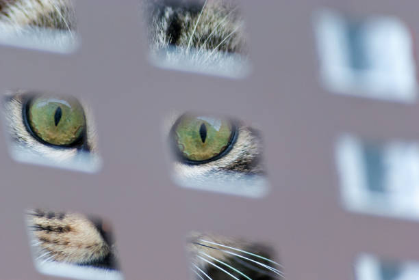 cat eyes stock photo