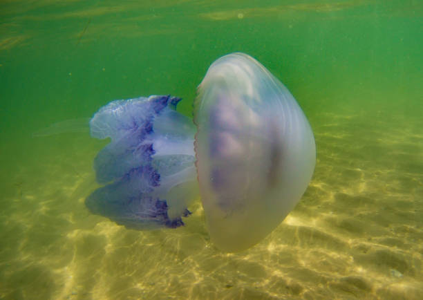 istock floating jellyfish under water in the Black Sea 1034438030