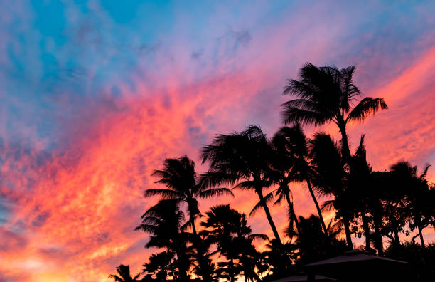 Photo of Fiery tropical sunset with the black silhouettes of palm trees