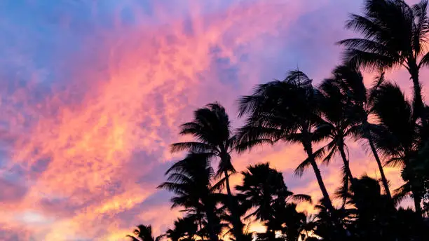 Photo of Palm tree silhouettes against colorful pink and blue sky background at sunset