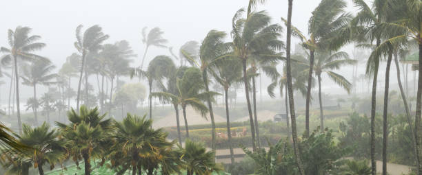 palme che soffiano nel vento e nella pioggia mentre un uragano si avvicina a un'isola tropicale - hurricane storm natural disaster nature foto e immagini stock