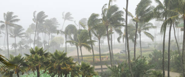 허리케인 접근 열 대 섬 바람, 비에 불고 야자수 - hurricane 뉴스 사진 이미지