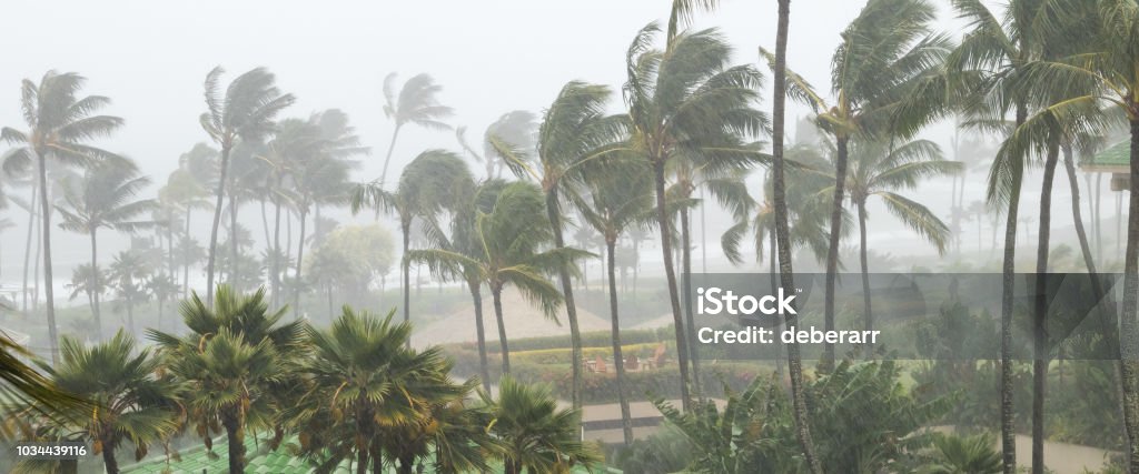 Palm trees blowing in the wind and rain as a hurricane approaches a tropical island Palm trees blowing in the wind and rain as a hurricane approaches a tropical island coastline Hurricane - Storm Stock Photo