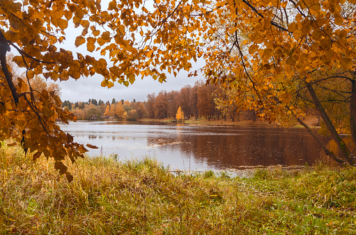 Autumn landscape with pond in the park on a rainy cloudy day.Trees with yellow foliage in the forest.