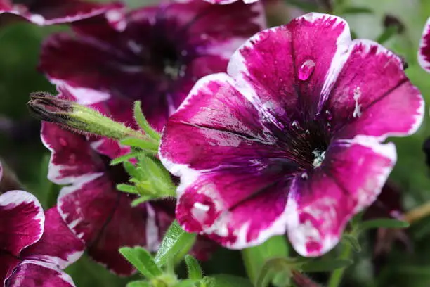 Close up of a purple and white petunia after the summer rain. Summer flower with water drops and green foliage. Selective focus. Bright colors. Macro shot. Space for text. No persons.