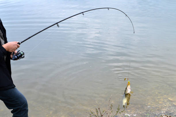 istock Pike fish caught by a fisherman 1034457390