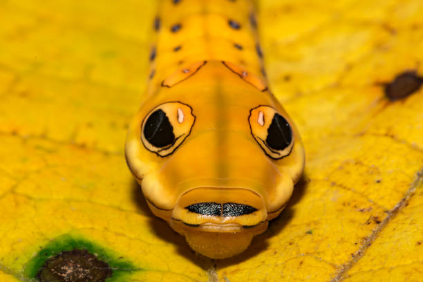 Spicebush Swallowtail Butterfly Caterpillar The Spicebush Swallowtail Caterpillar Yellow Coloration. instar stock pictures, royalty-free photos & images