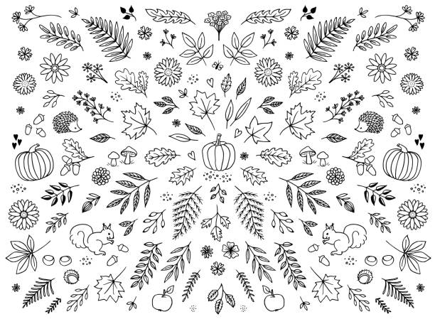 ilustraciones, imágenes clip art, dibujos animados e iconos de stock de elementos florales dibujados a mano para el otoño - calabaza gigante ilustraciones