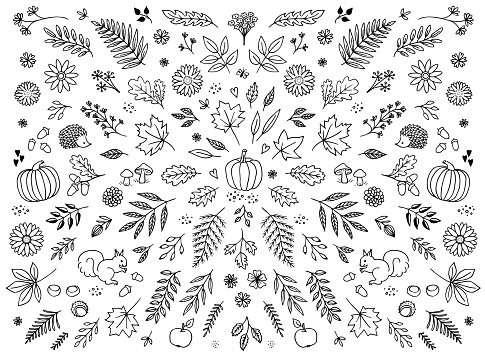Hand drawn floral elements for autumn