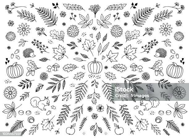 Hand Drawn Floral Elements For Autumn Stock Illustration - Download Image Now - Autumn, Leaf, Doodle