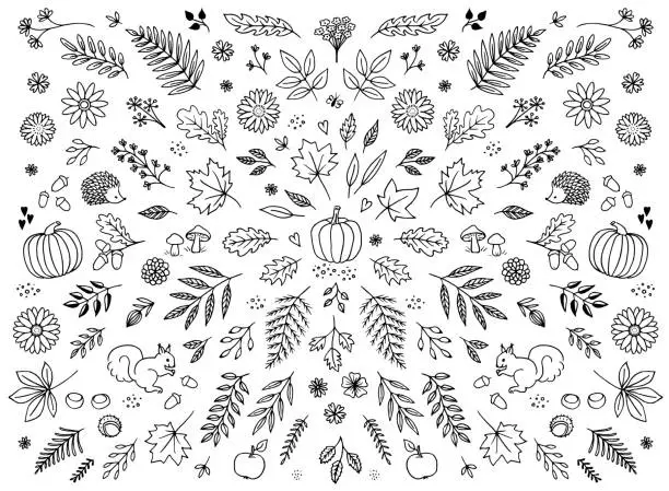 Vector illustration of Hand drawn floral elements for autumn