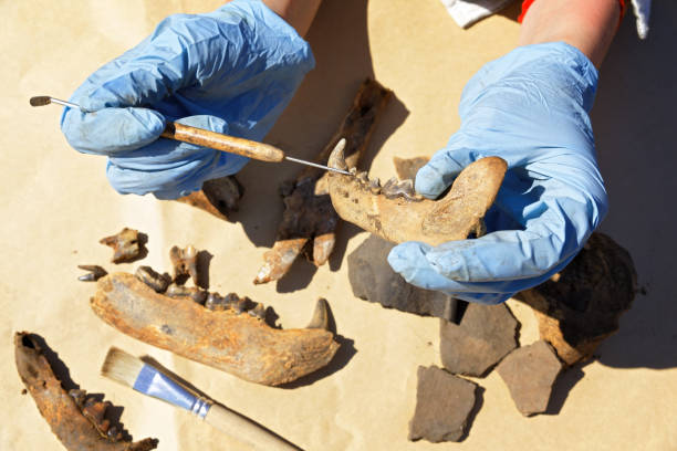 The archaeologist carefully cleans with a scraper a find - part of the bear's jaw The archaeologist carefully cleans with a brush a find - part of the bear's jaw. The medieval age fossil stock pictures, royalty-free photos & images