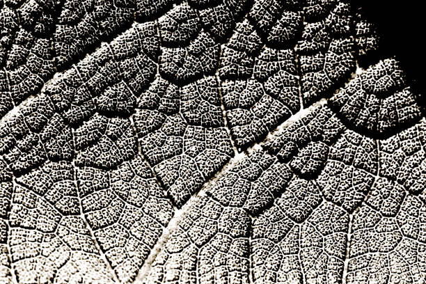 Plant leaf extreme close up macro black and white abstract high contrast