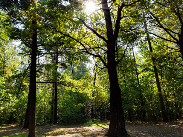 istock sunlight pass foliage of oak grove in forest 1034464792