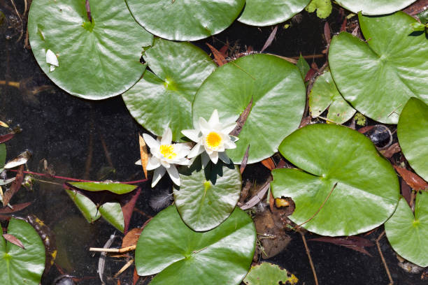 water lily dirty standing water with green leaves and flowering white water lilies, closeup on top summer flower lake awe stock pictures, royalty-free photos & images