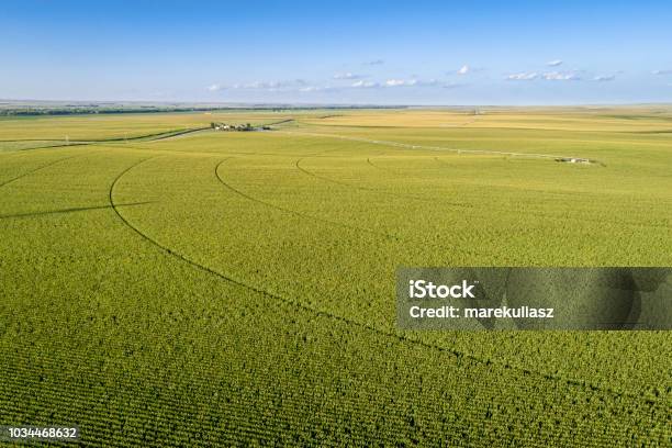 Vista Aerea Campo Di Mais - Fotografie stock e altre immagini di Fattoria - Fattoria, Colorado, Veduta aerea