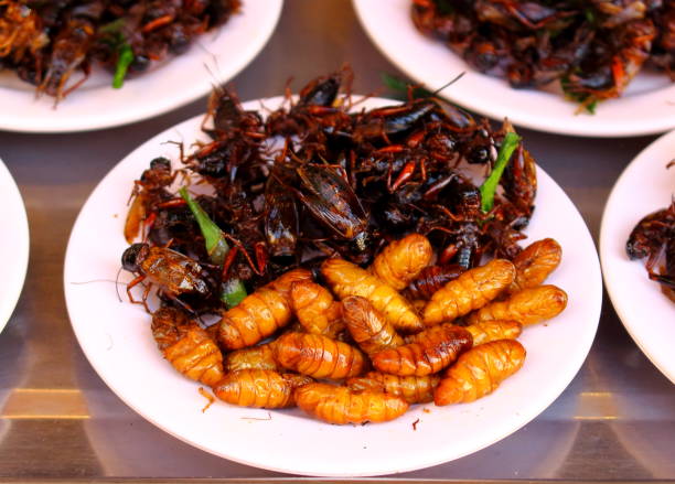 istock a plate of fried insects 1034469046