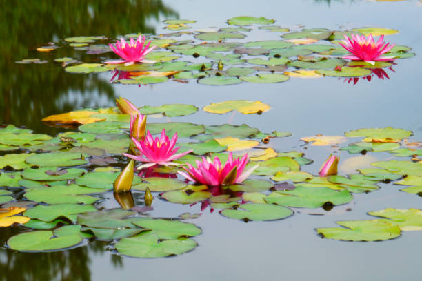 istock blooming water lillies 1034473240