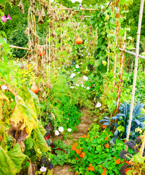 istock autumn garden with pumpkins 1034473262