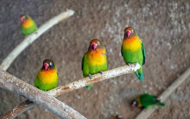 black cheeked lovebirds - inseparável de fisher imagens e fotografias de stock