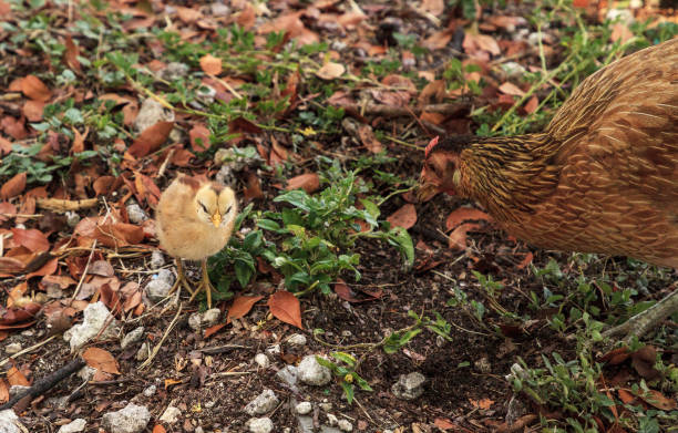 Baby chicks, called gypsy chickens or Cubalaya Baby chicks, called gypsy chickens or Cubalaya by the locals of Key West, Florida, do as they please around the town. cubalaya stock pictures, royalty-free photos & images