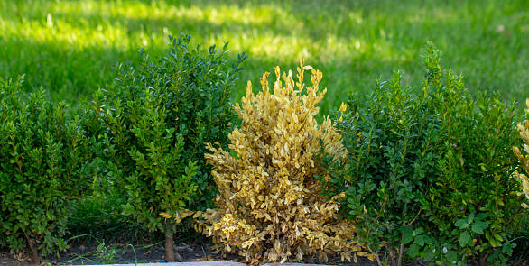 The twigs and leaves of boxwood turn yellow because of the sucking damage