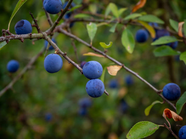 istock Close up of wild blue berries in the forest 1034484668