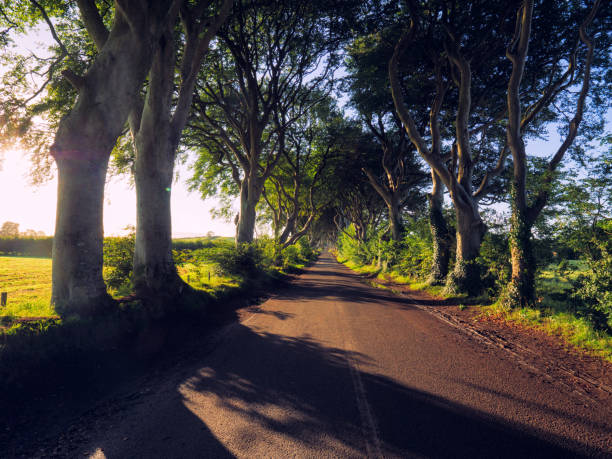 istock sunrise on dark hedge, Northern Ireland 1034485528