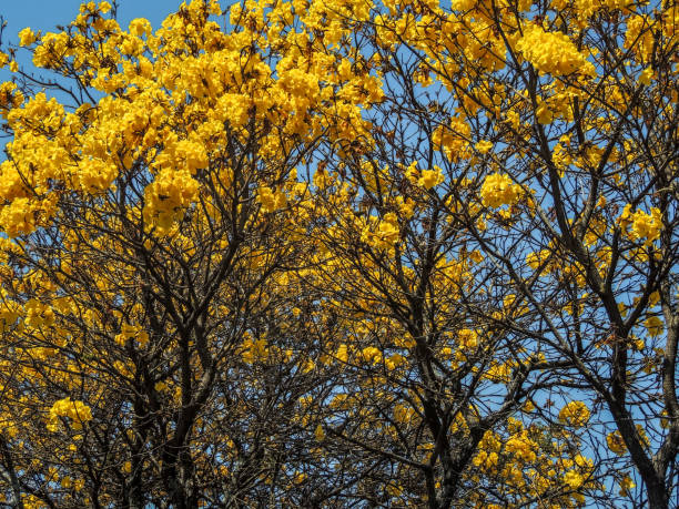 istock Full Yellow Trumpetbush) 1034485704