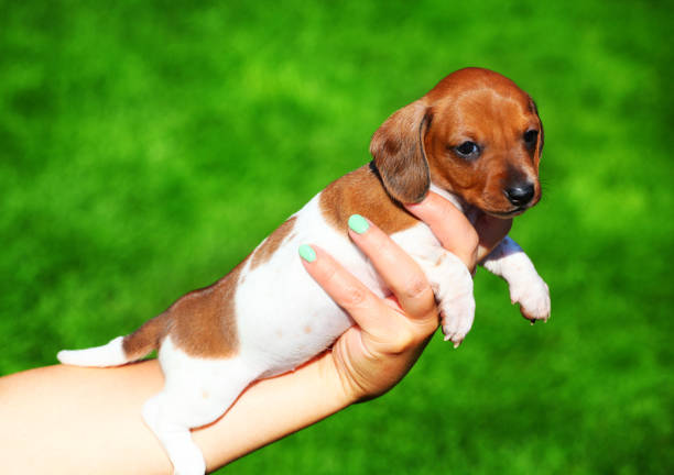istock Dachshund Puppy autumn garden 1034486118