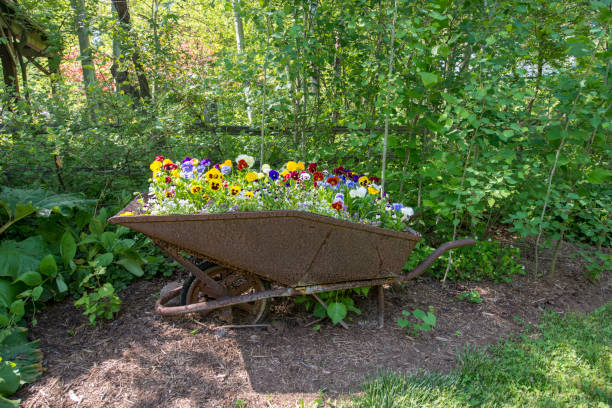 istock Pansies in Wheel Borrow 1034486496